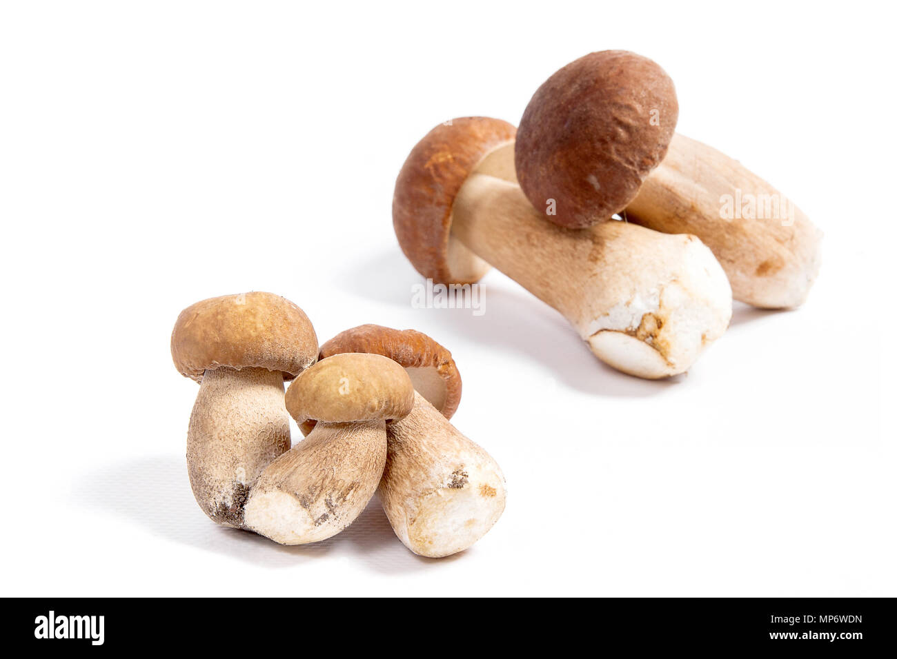 Récolté à l'automne des champignons comestibles boletus edulis (cèpes) connu sous le nom de cèpes. Cèpes à l'avant et à l'arrière plusieurs b Banque D'Images