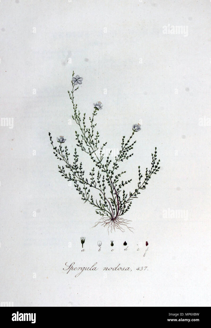 . Illustration de Sagina nodosa (L.) Garni Landhaus Gitti . 1832. Jan Kops (1765-1849) Noms alternatifs Kops botaniste néerlandais Description, théologien et enseignant à l'université Date de naissance/décès 6 mars 1765 9 janvier 1849 Lieu de naissance/décès Utrecht Utrecht Amsterdam lieu de travail de contrôle d'autorité : Q2372924 : VIAF Botaniste 17571137 : Kops GND : 100526071 BPN : 272957771083 Sagina nodosa j03 Banque D'Images