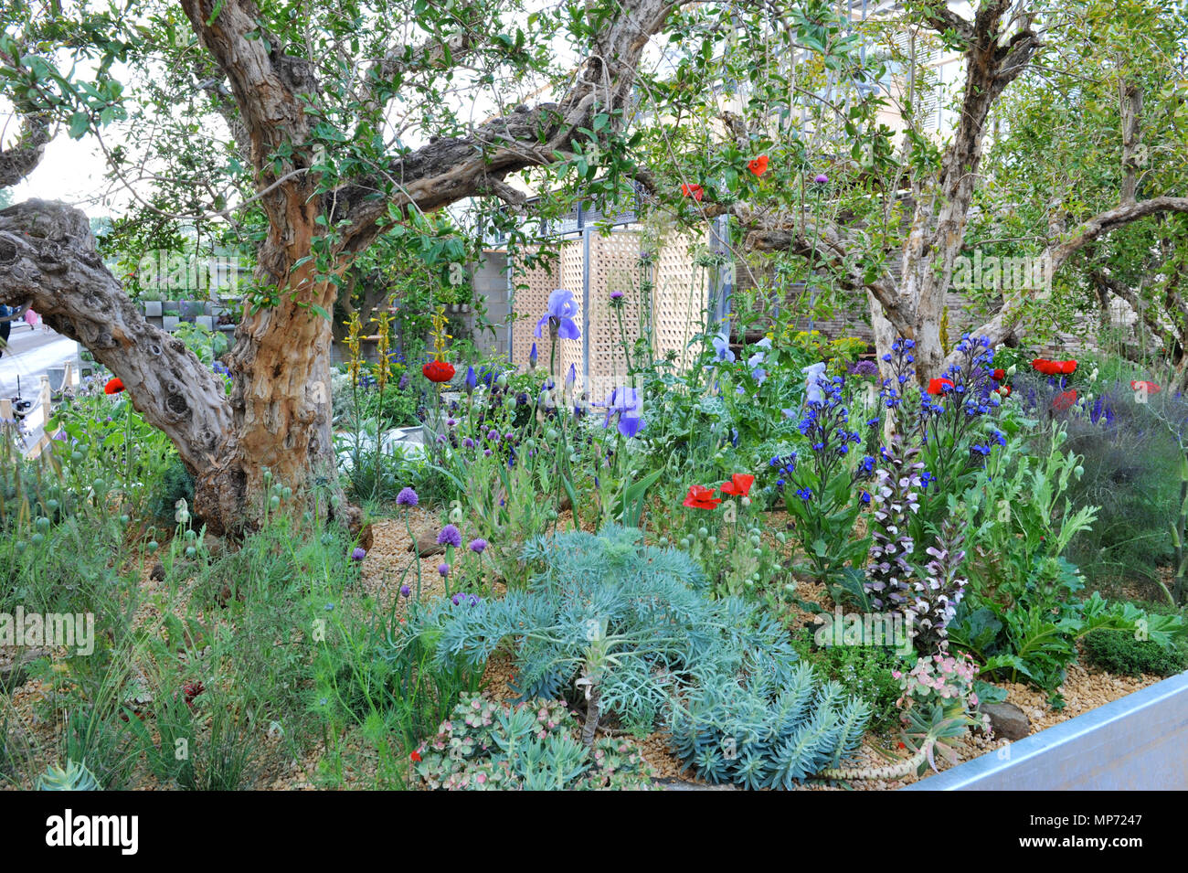 Londres, Royaume-Uni. 21 mai 2018. Le Lemon Tree Garden Trust (conçu par Tom Massey), l'un des beaux et élégants jardins afficher sur l'affichage à l'2018 RHS Chelsea Flower Show qui a ouvert ses portes aujourd'hui dans les 11 acres de terrain de l'Hôpital Royal de Chelsea, Londres, Royaume-Uni. Le jardin s'inspire de la résistance et la détermination des personnes dans les situations de migration forcée et le déplacement. Leur capacité à tirer le meilleur parti de dures conditions de vie et des paysages, et leur dévouement à créer des jardins et embellir leur espace personnel est profondément inspirante. Crédit : Michael Preston Banque D'Images