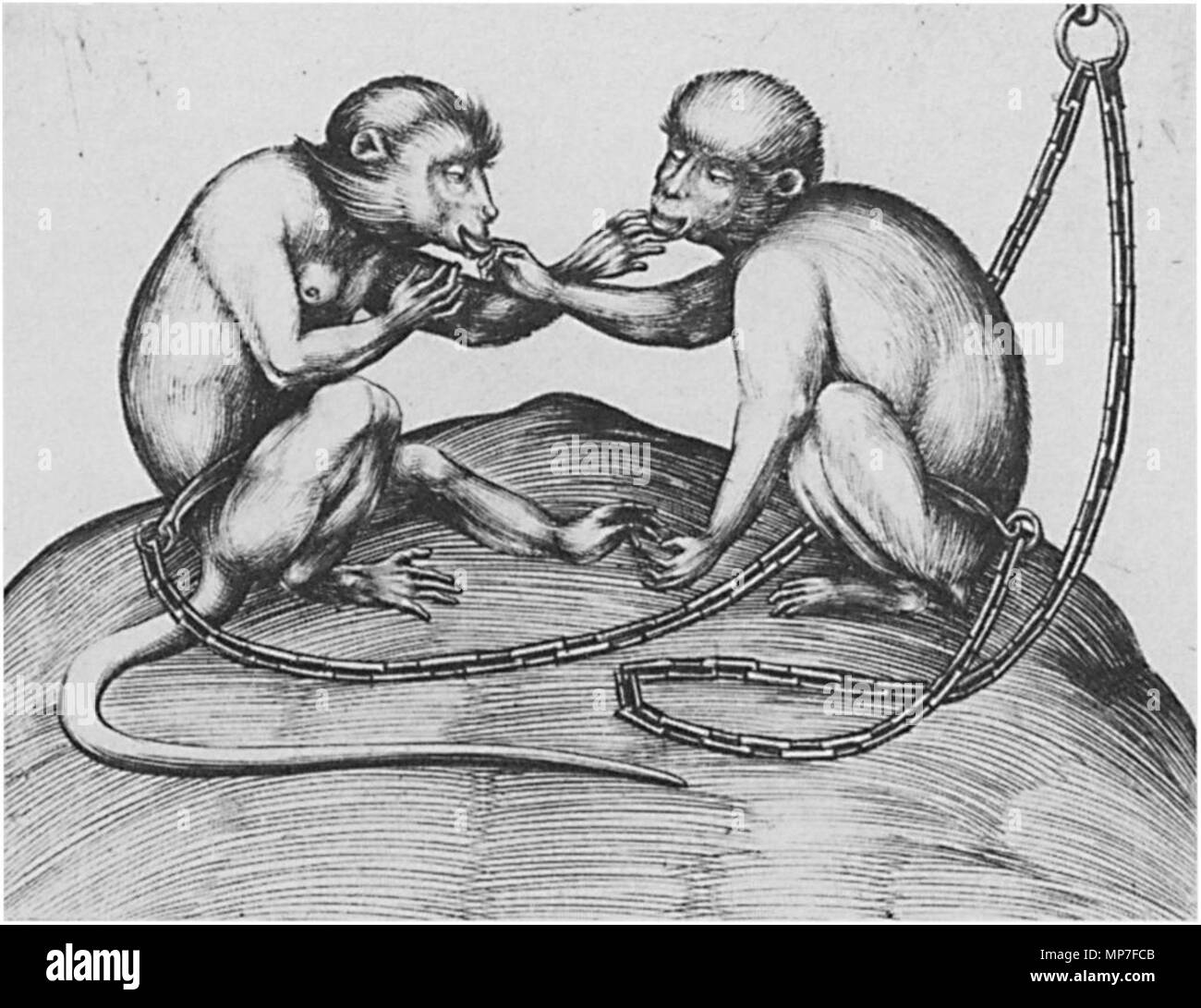 Anglais : deux singes vers 1500. 677 Israhel van Meckenem - deux singes Banque D'Images