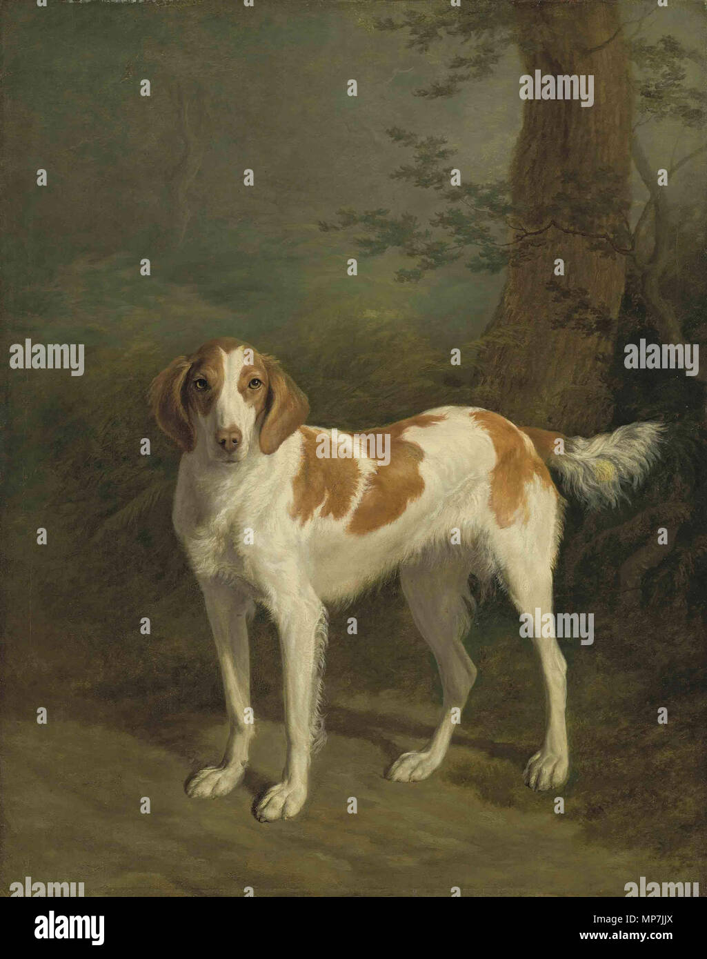 Dash, un setter dans un paysage boisé vers 1816. 690 Jacques-Laurent Agasse - Dash, un setter dans un paysage boisé Banque D'Images