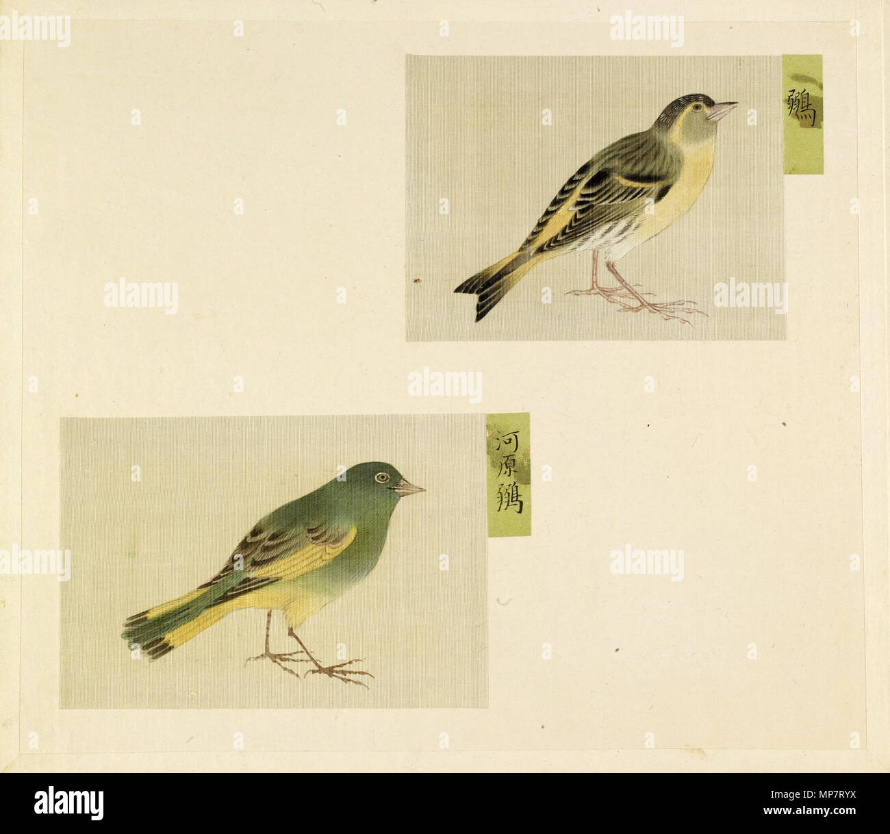 35.172.11 707 feuilles - japonais de l'album représentant des petits oiseaux - Walters 3517211 Banque D'Images