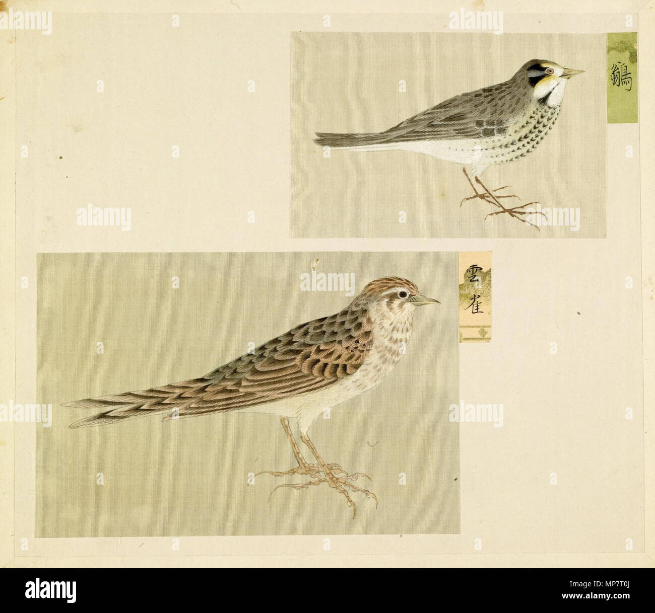 35.172.3 707 feuilles - japonais de l'album représentant des petits oiseaux - Walters 351723 Banque D'Images