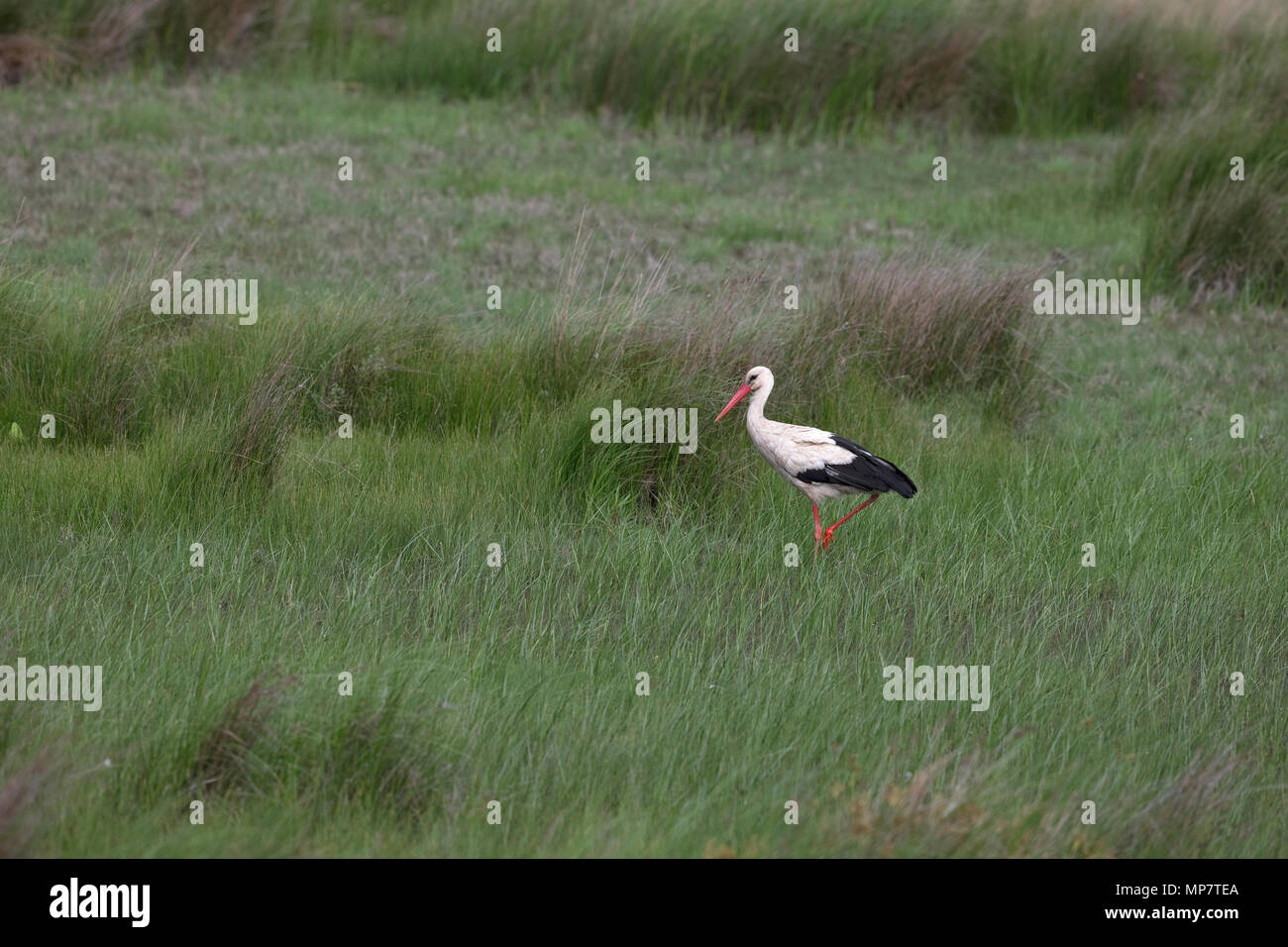 Cigogne Blanche (Ciconia ciconia) Roumanie RO Mai 2018 Banque D'Images