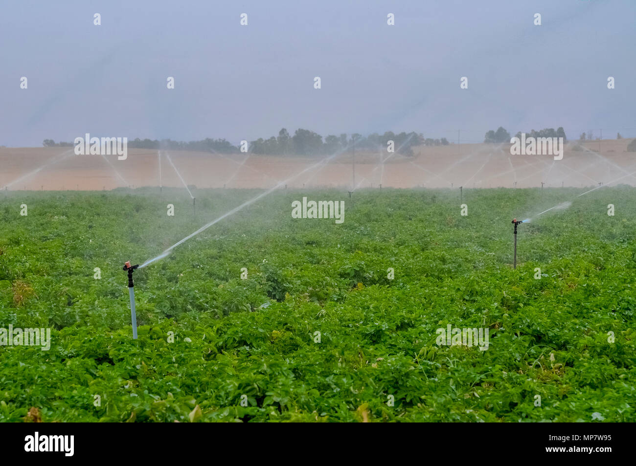 Les champs agricoles d'arrosage par aspersion. Photographié en Israël Banque D'Images