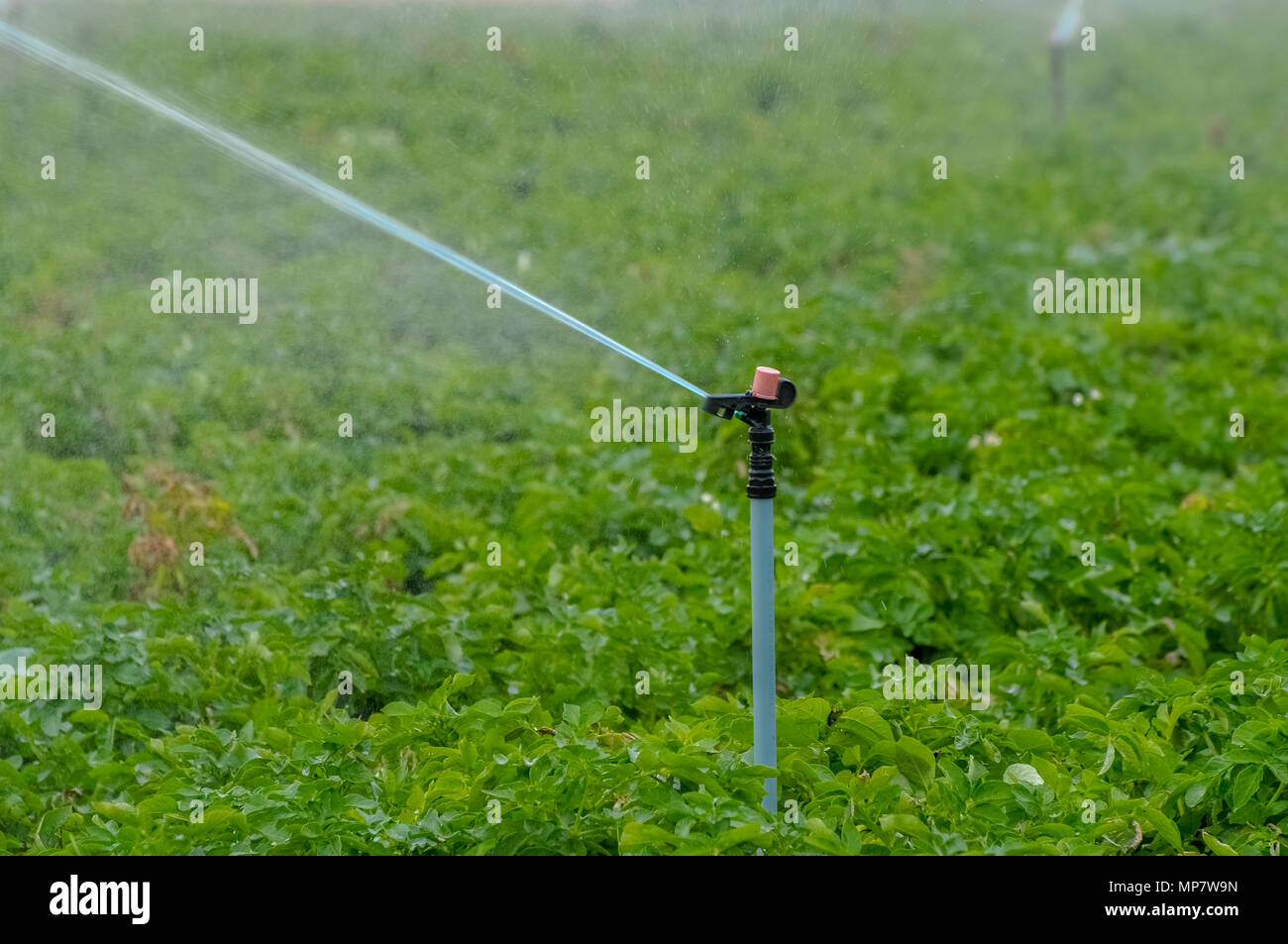 Les champs agricoles d'arrosage par aspersion. Photographié en Israël Banque D'Images