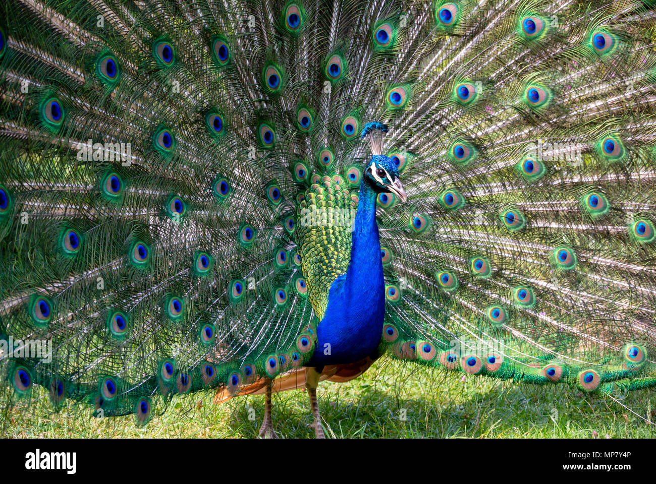 Close up of Peacock avec ses ailes ouvrir Banque D'Images