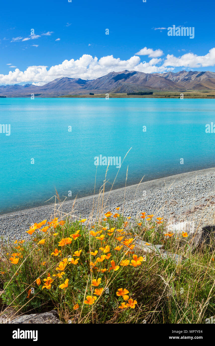 La nouvelle zelande lake tekapo nouvelle zélande fleurs dans le vent le lac Tekapo Nouvelle-Zélande île du sud nz Banque D'Images