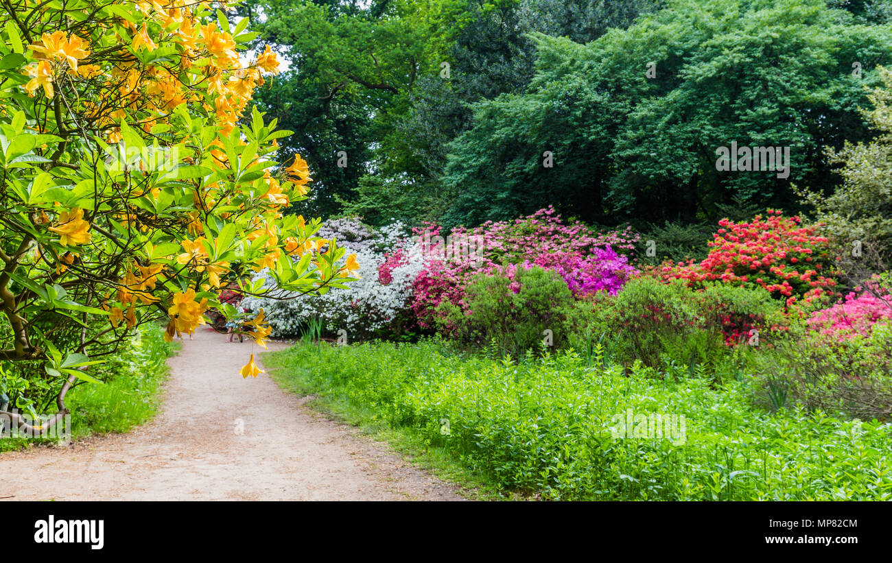 Parc avec Buch鋨es azalée en fleurs Banque D'Images