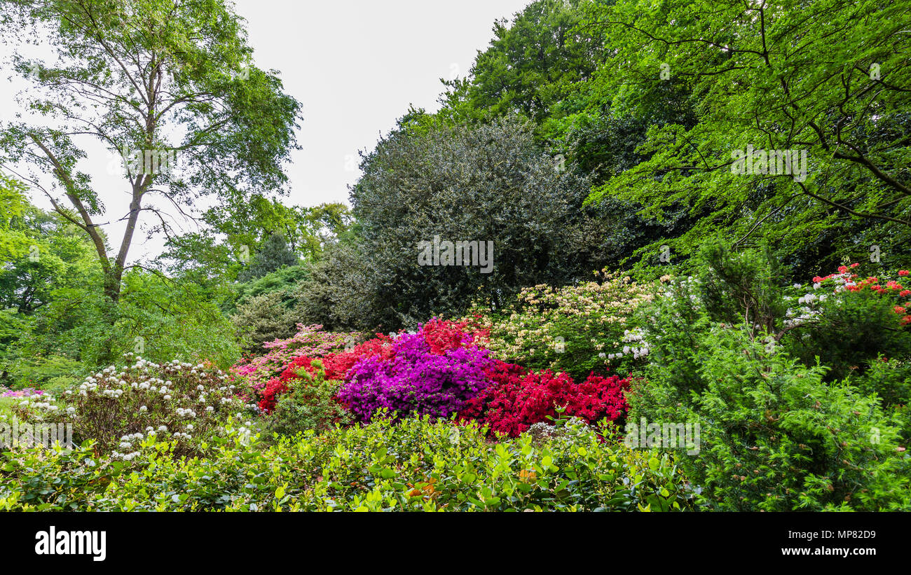 Parc avec Buch鋨es azalée en fleurs Banque D'Images