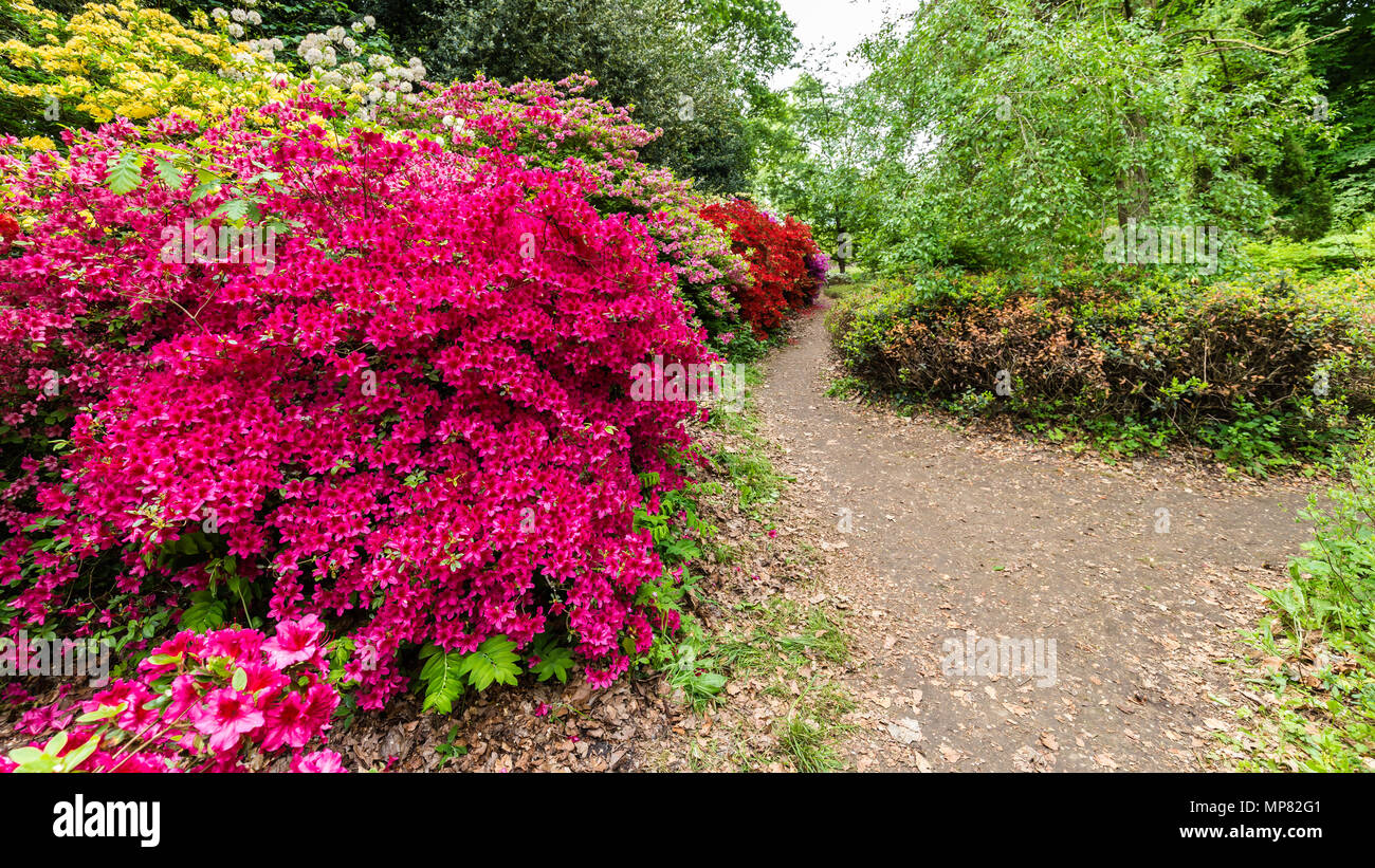 Parc avec Buch鋨es azalée en fleurs Banque D'Images