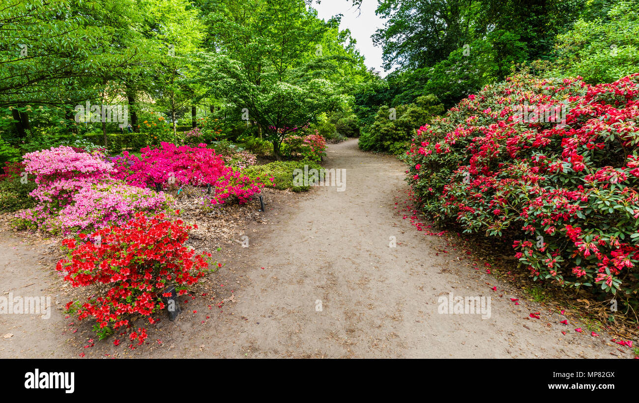 Parc avec Buch鋨es azalée en fleurs Banque D'Images