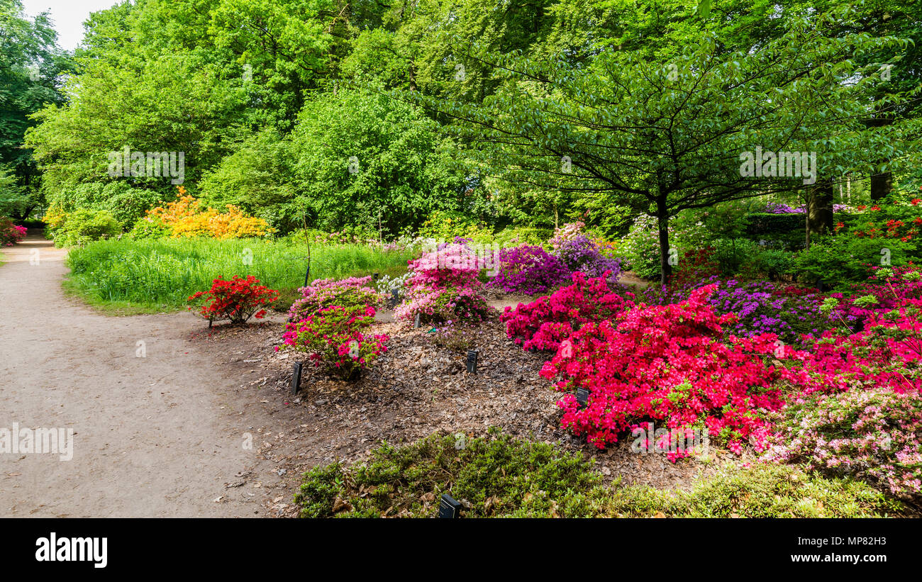 Parc avec Buch鋨es azalée en fleurs Banque D'Images