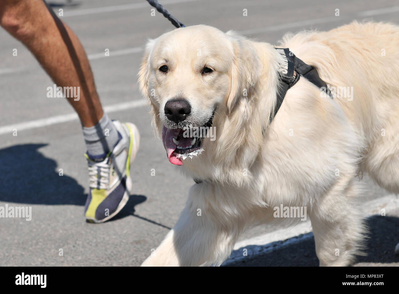 Perro doméstico en carrera de coureurs. Banque D'Images