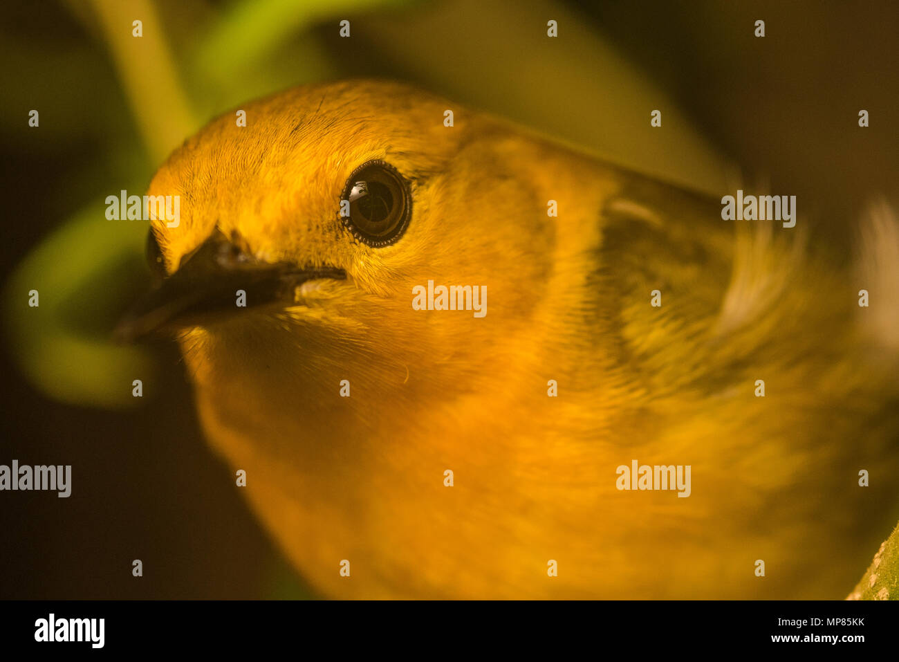 La paruline orangée (Protonotaria citrea) c'était passer la nuit perché sur une branche d'une zone humide. Banque D'Images