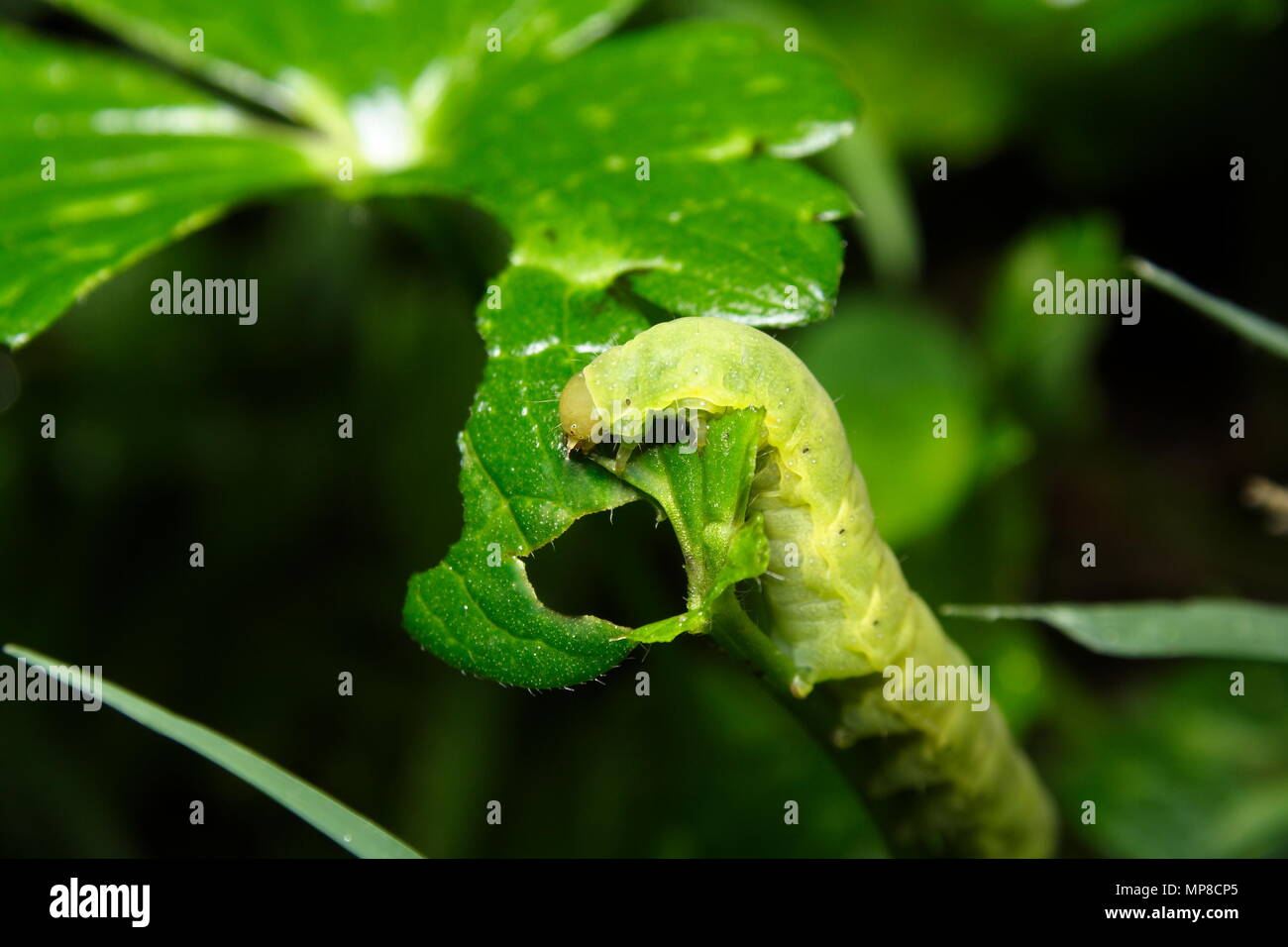 Caterpillar d'arpenteuse se nourrissant d'une feuille de la renoncule rampante contre les mauvaises herbes Banque D'Images