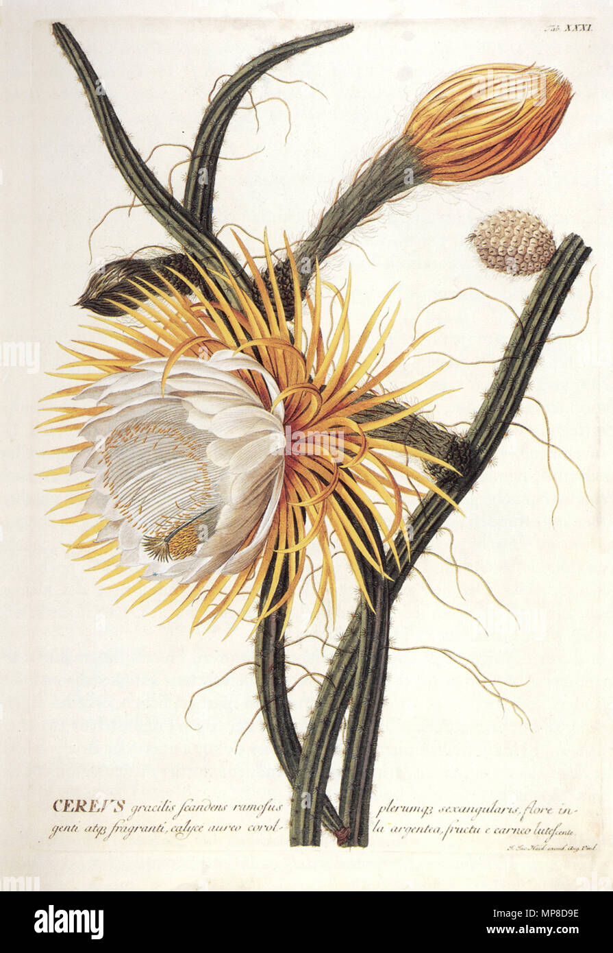 Cereus gracilis plerumae sexangularis scandens ramosus flore ingenti atae fragranti calyce aureo corolle argentea fructu e carneo lutescente . 726 Johann Jacob Haid Cereus Banque D'Images