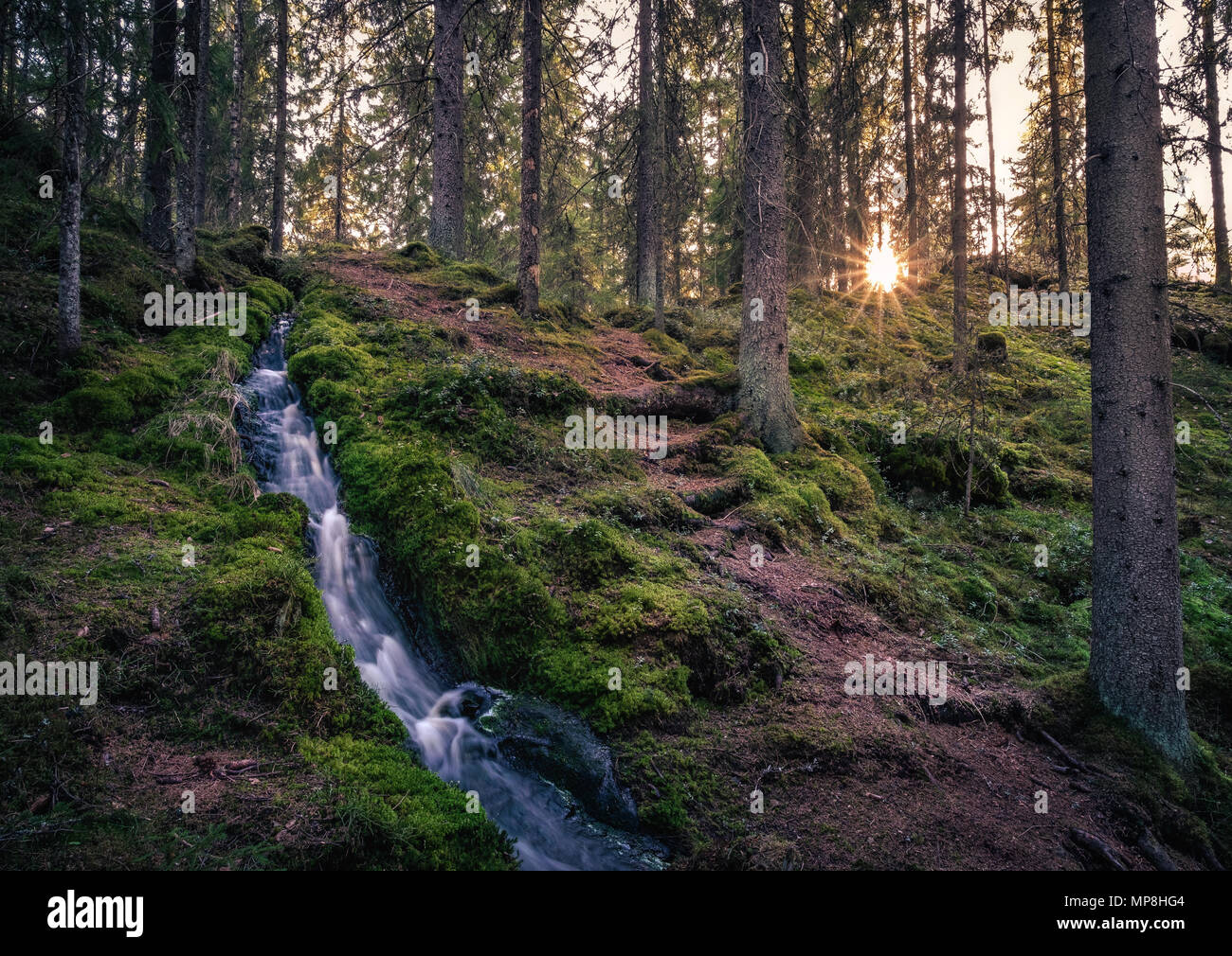 Paysage idyllique de la forêt avec ruisseau et le chemin à la lumière du soir dans le Parc National de la Finlande. Banque D'Images