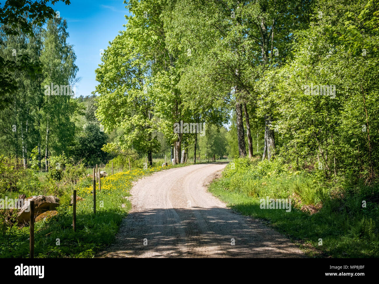 Paysage de campagne pittoresque route sinueuse avec clôture et à jour d'été ensoleillé à la Finlande Banque D'Images