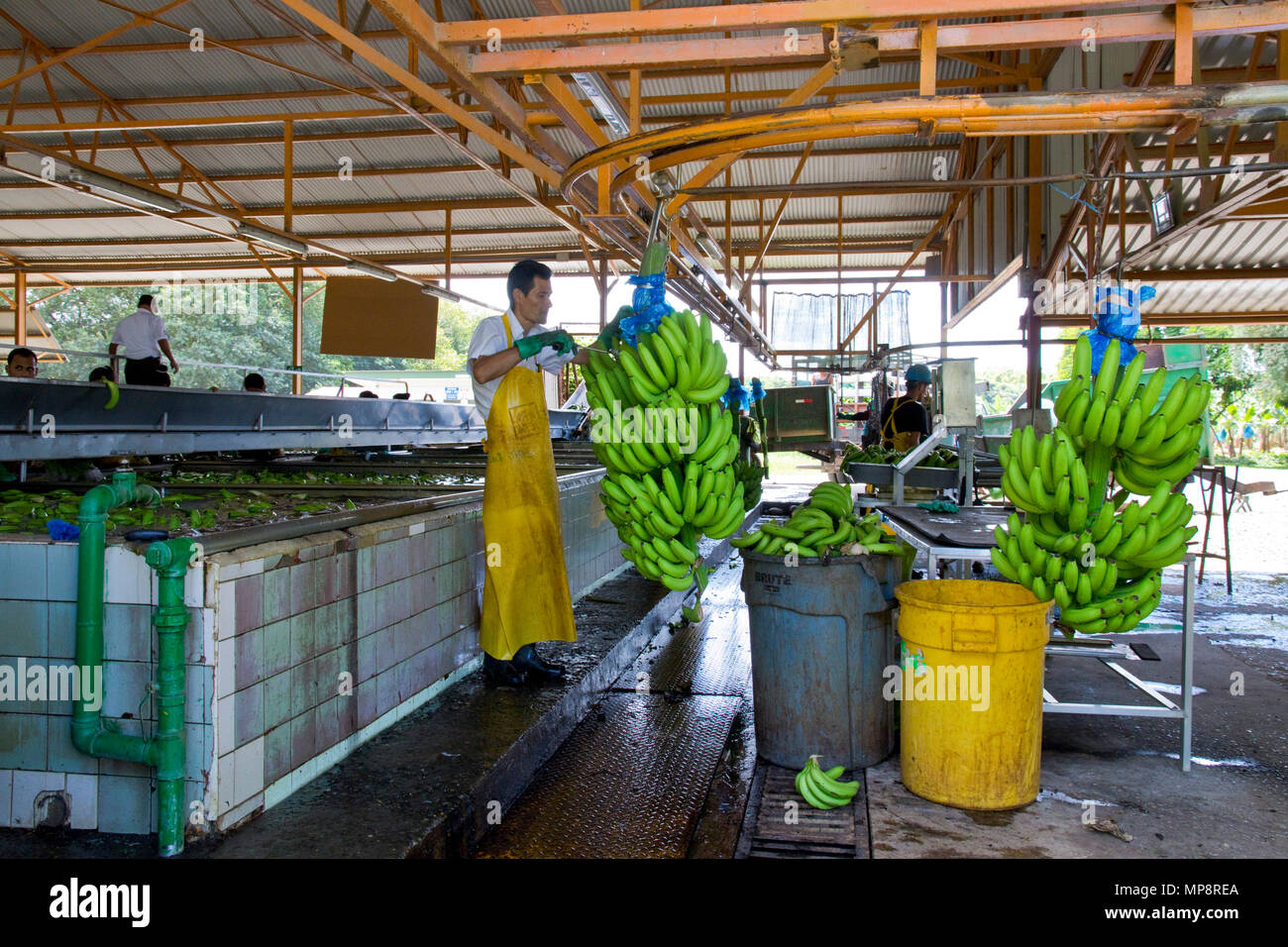 Del Monte usine de transformation de la banane au Costa Rica Banque D'Images