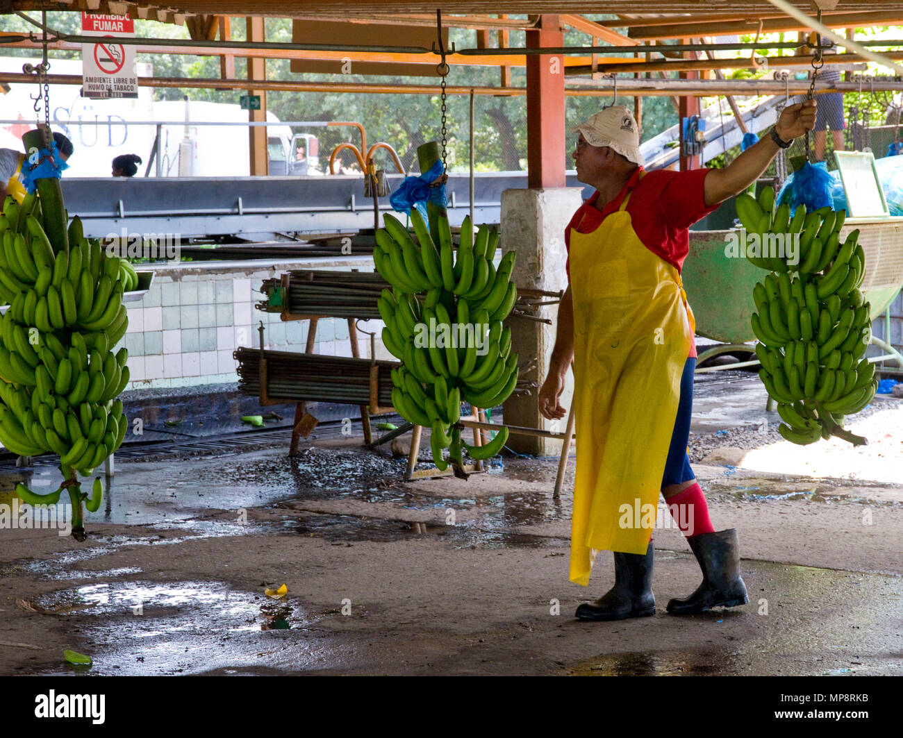 Del Monte usine de transformation de la banane au Costa Rica Banque D'Images