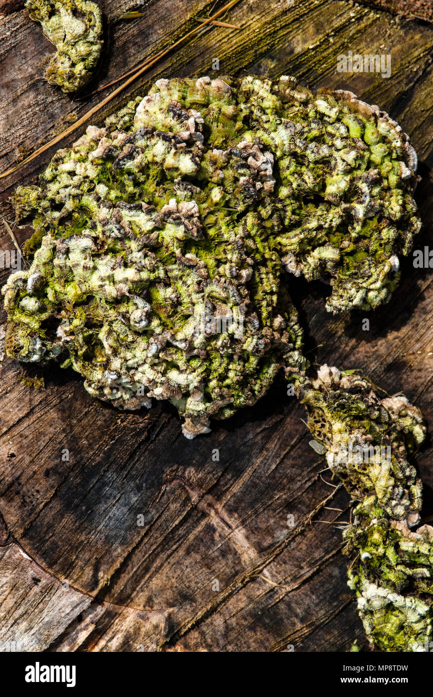 Souche d'arbre avec de lichen et de mousse de plus en plus de créer des souches formes abstraites. Banque D'Images