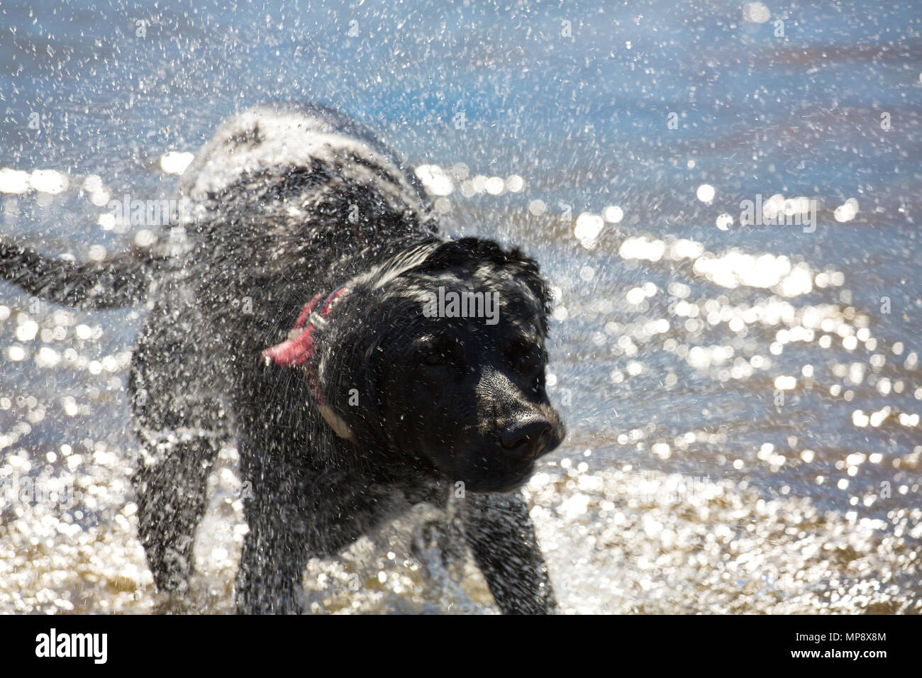 Un labrador noir secouer sec lui-même après être allé à une baignade dans un des nombreux lacs dans le Lake District, en Angleterre. Banque D'Images