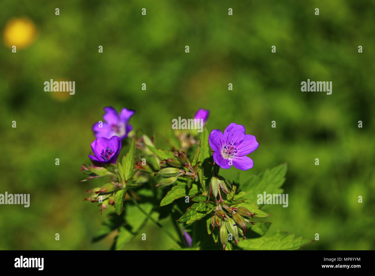 Fleurs pourpre Geranium sylvaticum, bois crane's bill, woodland géranium en close-up avec de beaux bokeh et copy space Banque D'Images