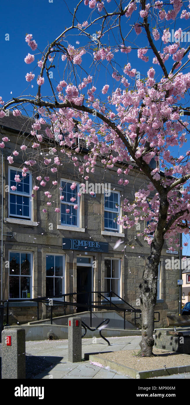 Cherry Blossom in Simon Square, Kelso, l'Écosse avec un salon de beauté et sa mobilité rampe d'accès. Banque D'Images