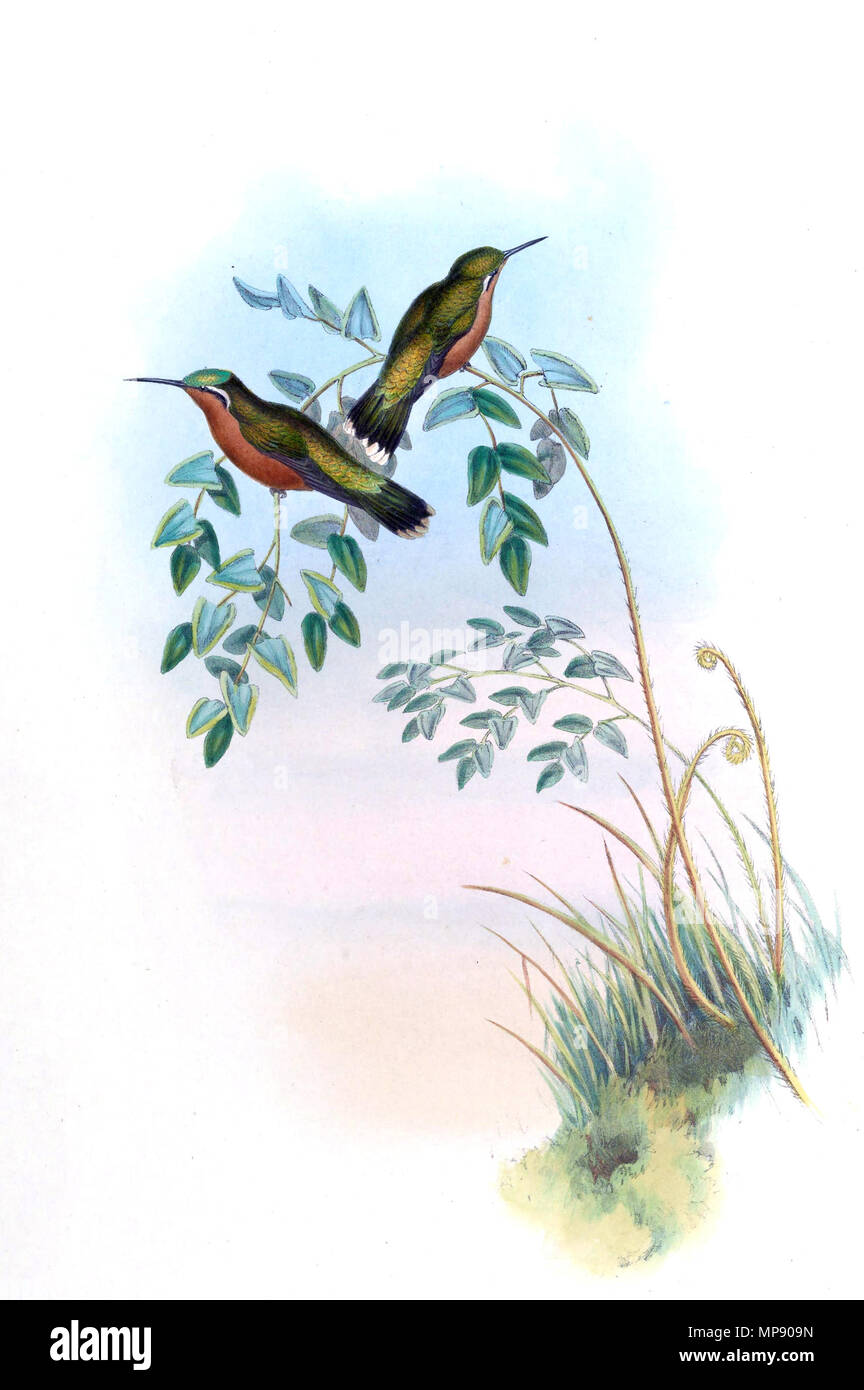 . Adelomyia Lampornis castaneoventris castaneiventris  = [1]. par 1849. John Gould (1804-1881) Noms alternatifs Gould zoologiste Britannique Description Date de naissance/décès 14 Septembre 1804 2 mars 1881 Lieu de naissance/décès, Lyme Regis London Authority control : Q313787 : VIAF 29597222 ISNI : 0000 0001 2125 9888 ULAN : 500006638 RCAC : n79100355 NLA : 35137514 790 WorldCat Lampornis castaneoventris Gould Richter Banque D'Images