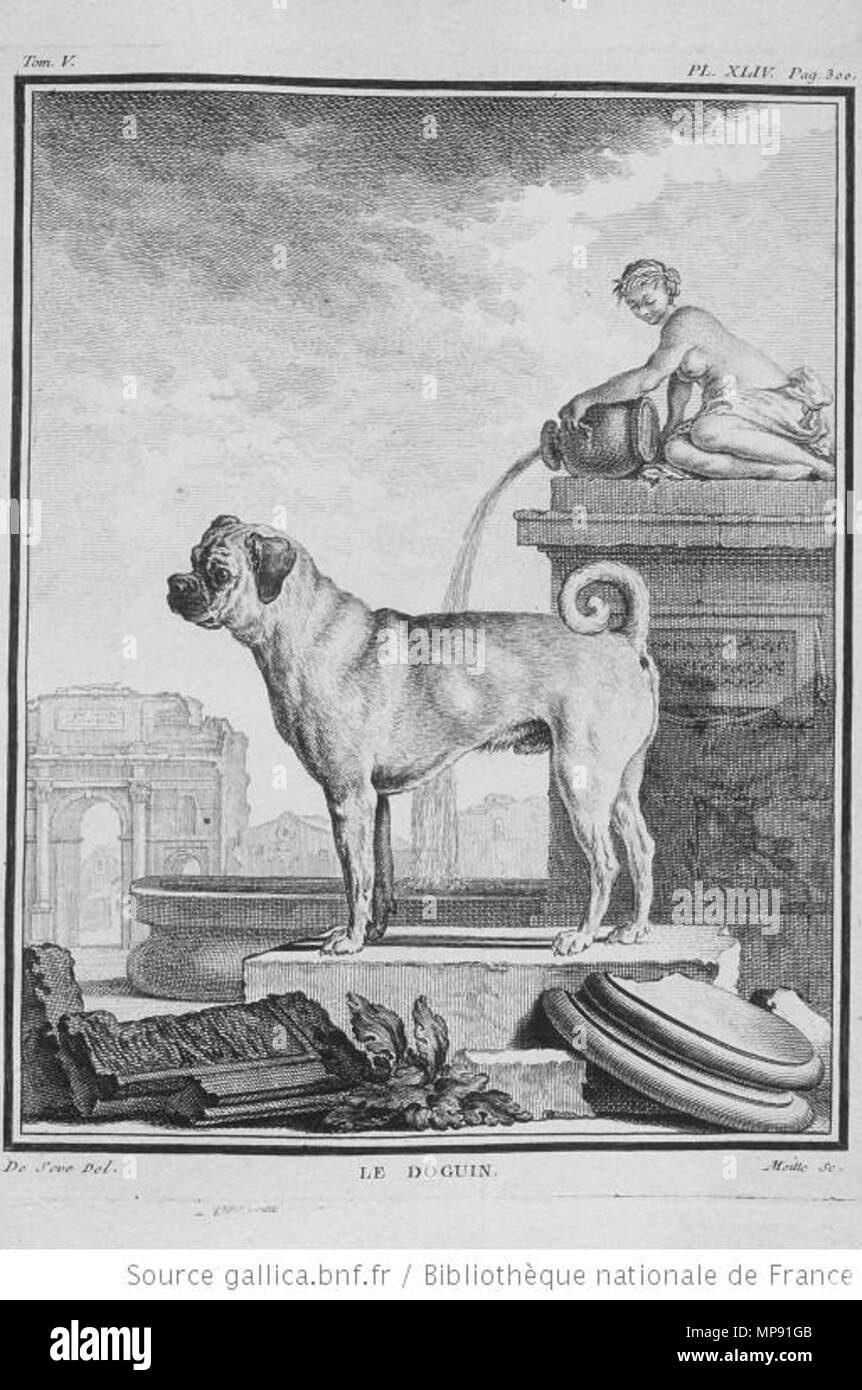 . Anglais : Pug (Doguin) . 1755. 797 Le Doguin (Buffon) Banque D'Images