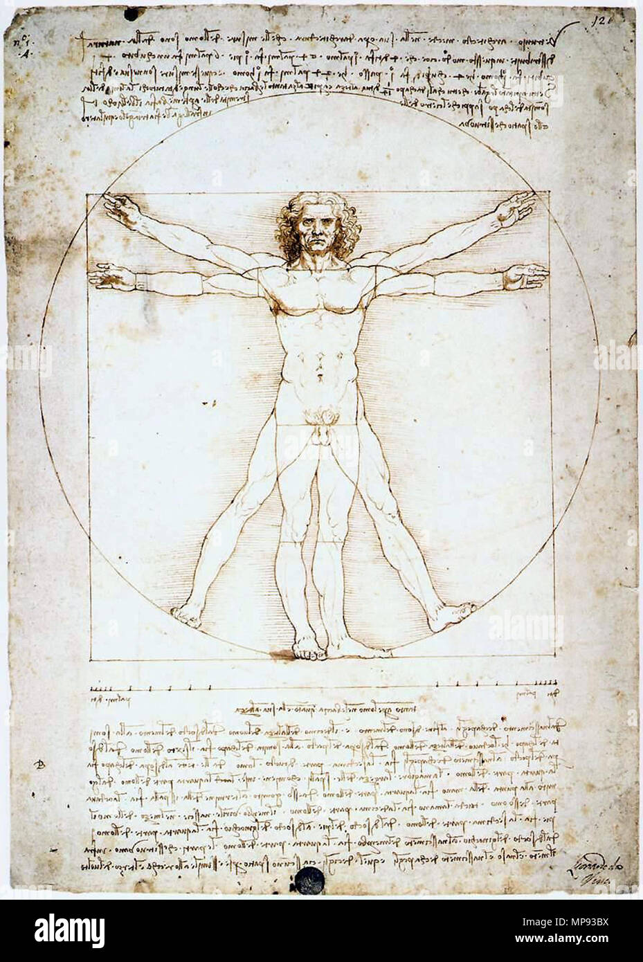 . 804 Leonardo da Vinci- Homme de Vitruve Banque D'Images