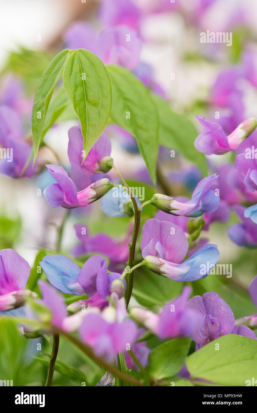 Lathyrus vernus. Fleurs de pois de printemps. La vesce de Printemps Printemps / Fleurs de gesse Banque D'Images
