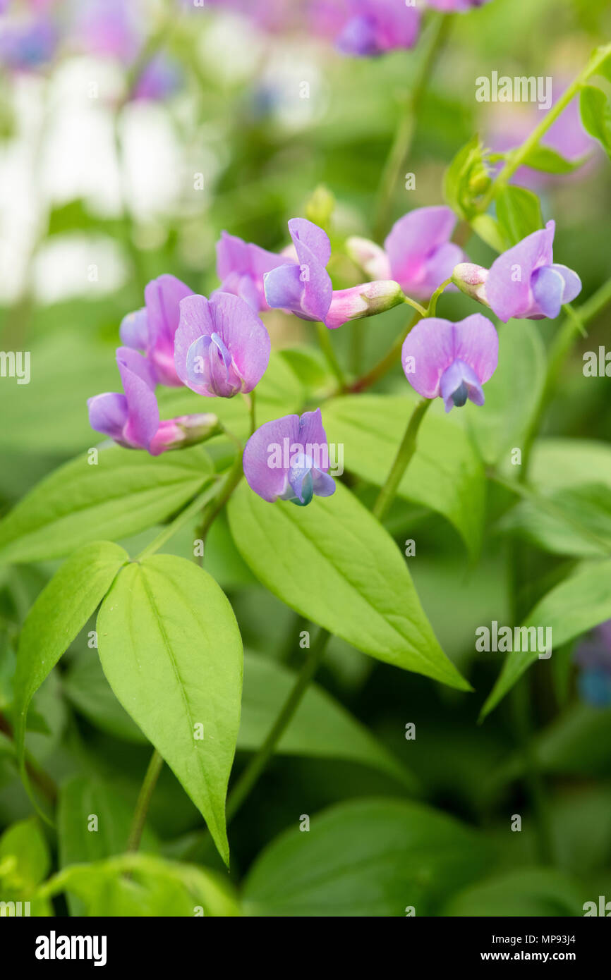 Lathyrus vernus. Fleurs de pois de printemps. La vesce de Printemps Printemps / Fleurs de gesse Banque D'Images