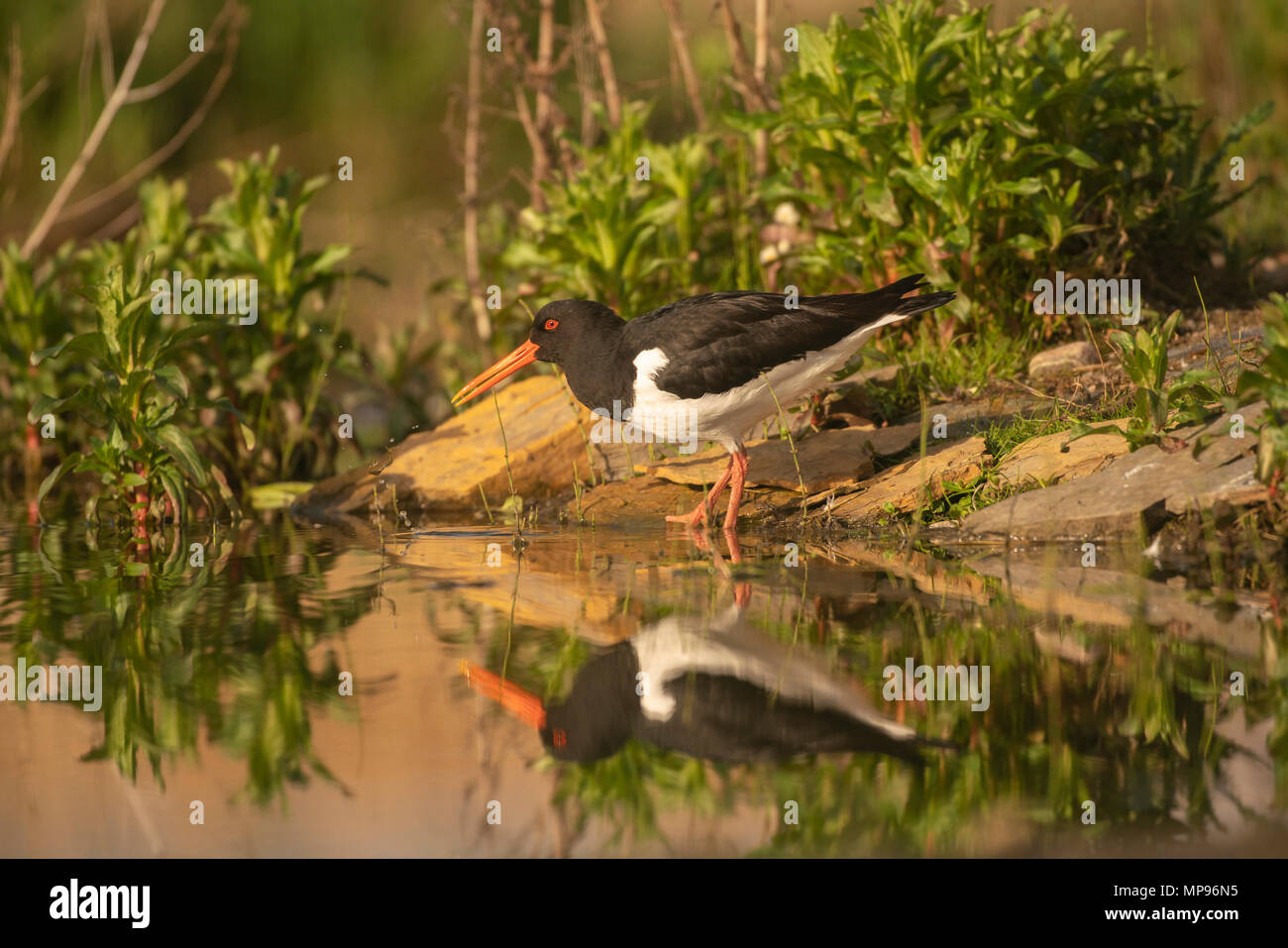 Huîtrier pie, Haematopus ostralegus, reflétée dans l'eau d'un loch,soirée d'été dans les highlands écossais Banque D'Images