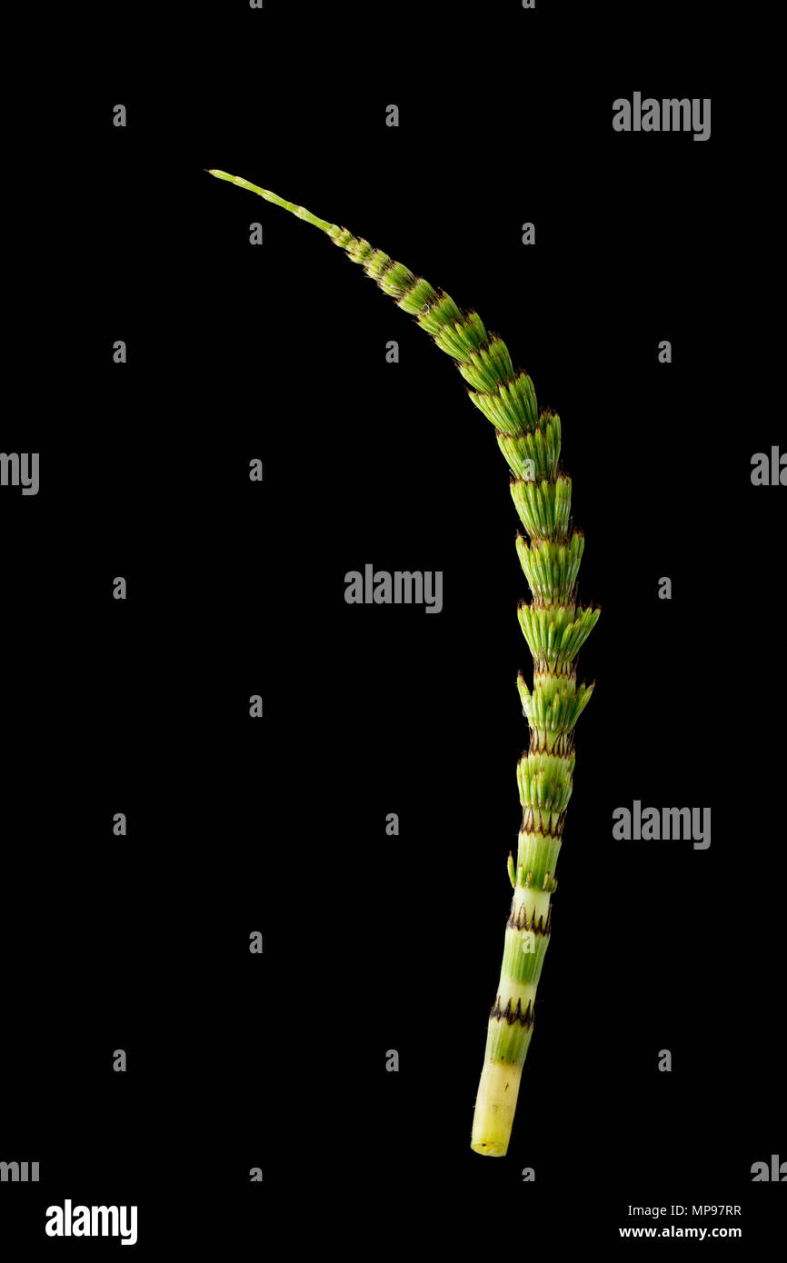 L'éléocharide fausse Fougère, genre Equisetum. Ils sont rares en ce qu'ils se reproduisent par des spores plutôt Banque D'Images