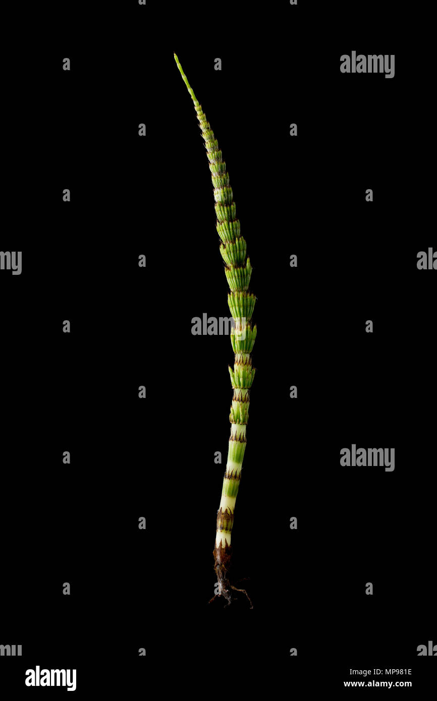 L'éléocharide fausse Fougère, genre Equisetum. Ils sont rares en ce qu'ils se reproduisent par des spores plutôt Banque D'Images