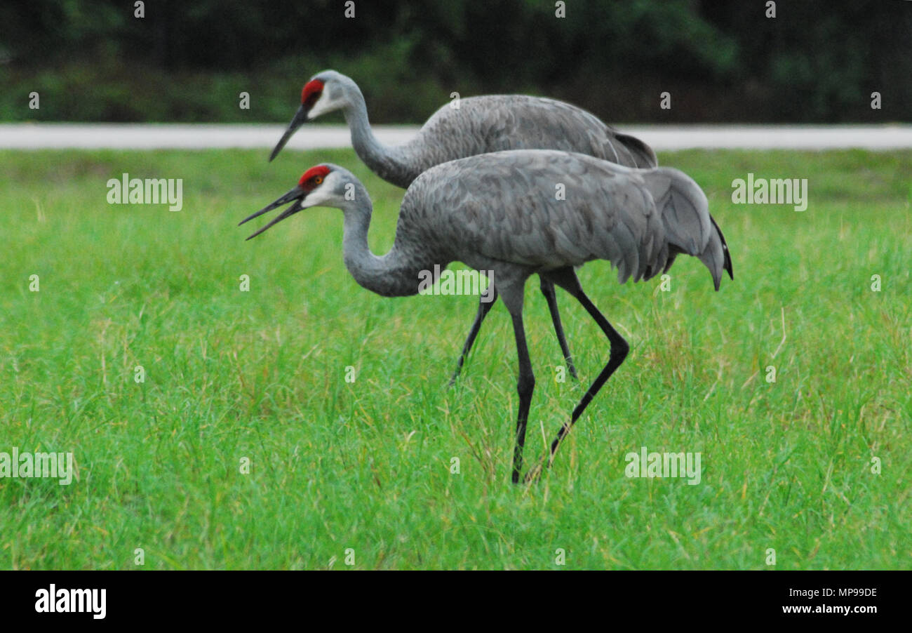 Deux magnifiques Grues en interaction les uns avec les autres. Remarque l'accouplement rouge masques. Photographié dans le Nord de la Floride, USA. Banque D'Images