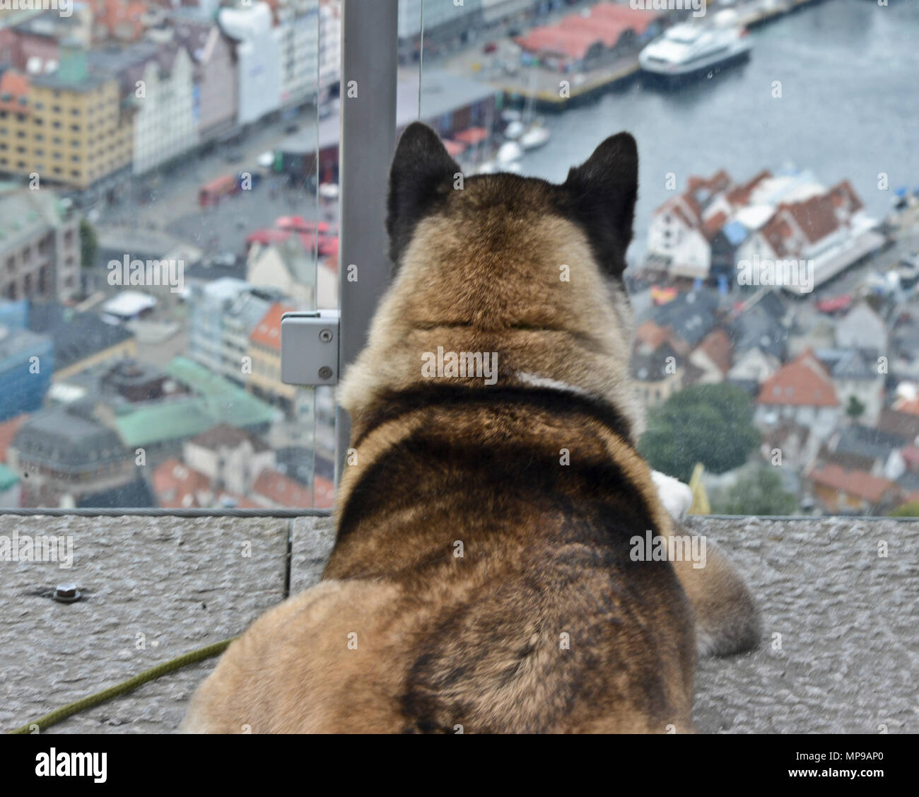 Un chien regardant le port de Bergen, Norvège, la montagne de Floyen Banque D'Images