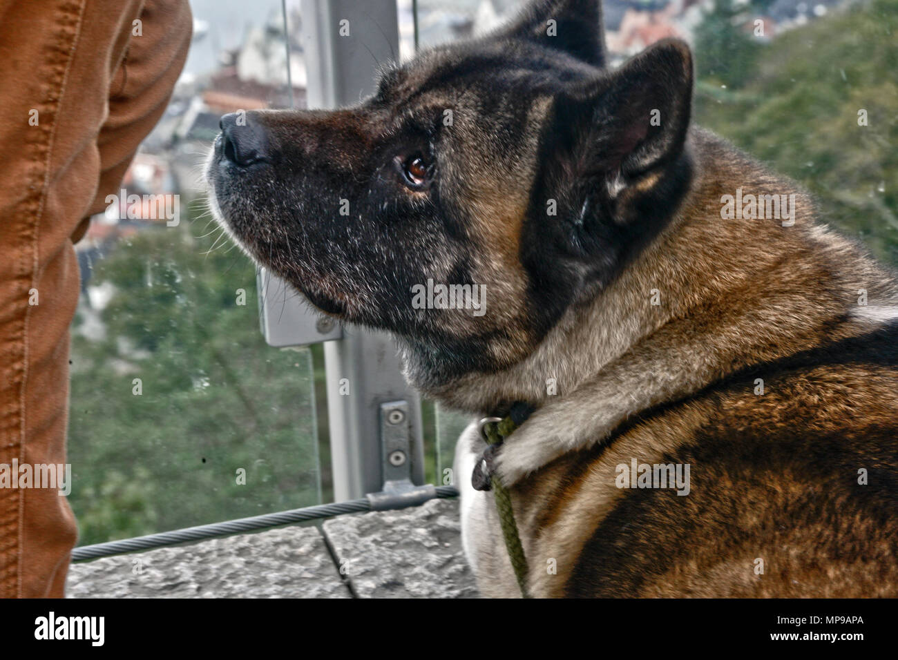 Un chien regardant le port de Bergen, Norvège, la montagne de Floyen Banque D'Images