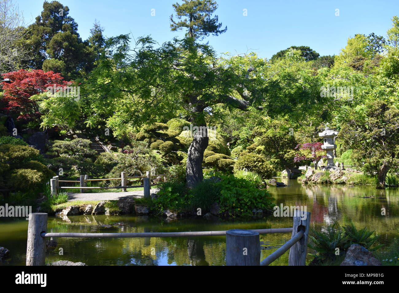 Jardin de thé japonais Lonely Tree, San Francisco Banque D'Images