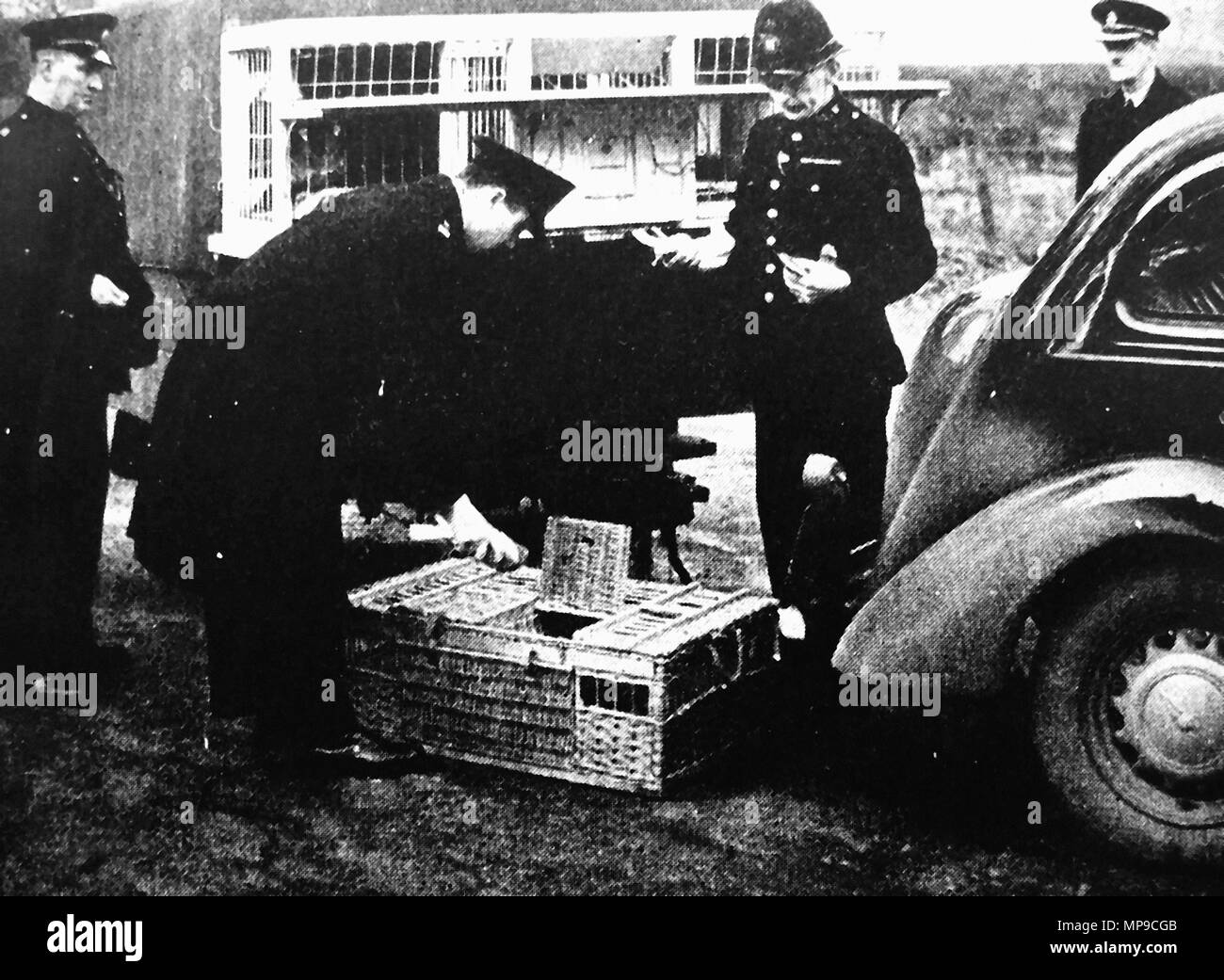 La loi et l'ordre en Grande-Bretagne - Post - Pigeon Pigeon Police service Messenger montrant la diversité d'un bobby britannique et sa charge de travail dans les années 40 Banque D'Images La loi et l'ordre en Grande-Bretagne - Post - Pigeon Pigeon Police service Messenger montrant la diversité d'un bobby britannique et sa charge de travail dans les années 40 Banque D'Images