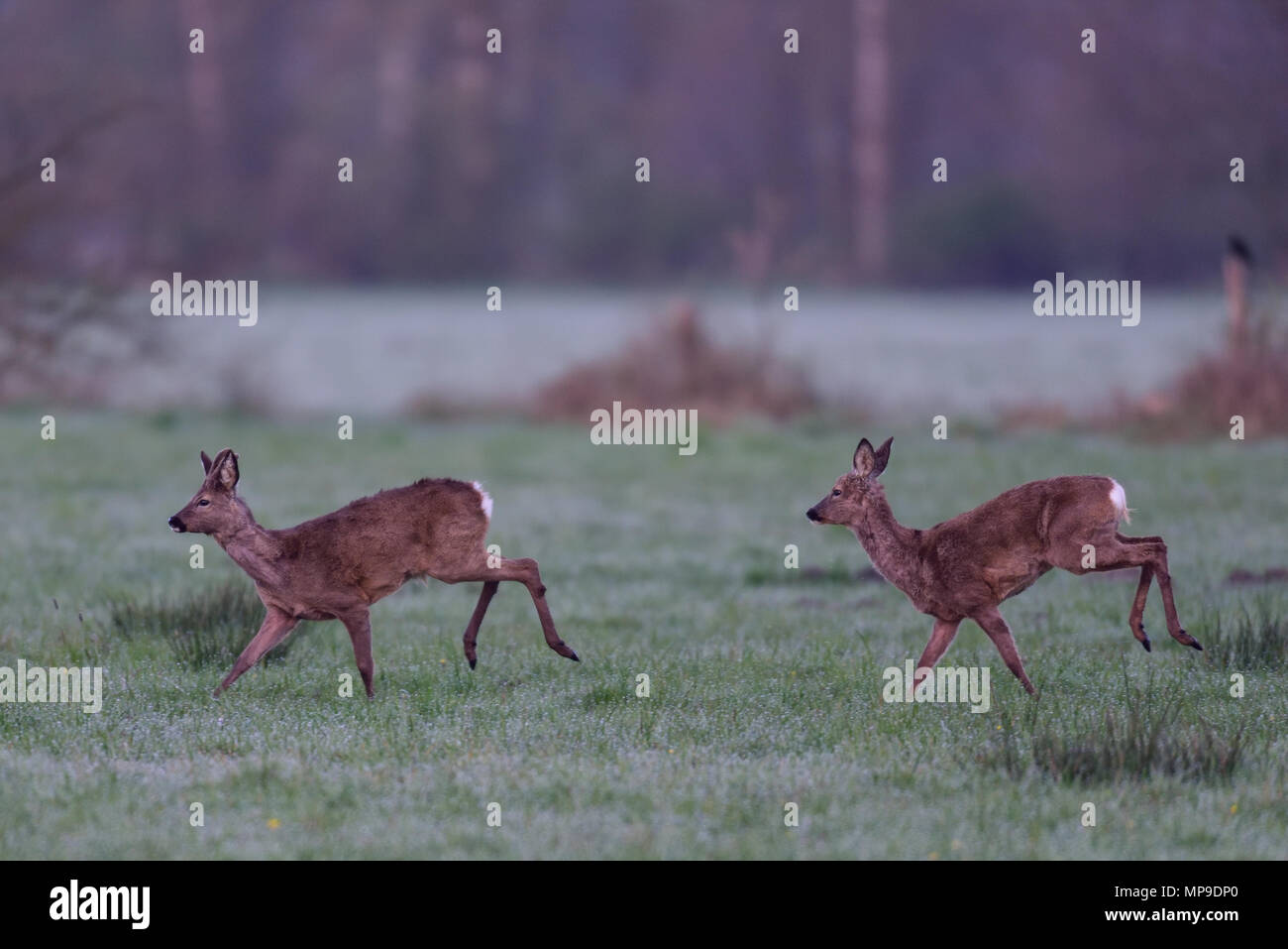 Les chevreuils courir sur la prairie, (capreolus capreolus), Allemagne Banque D'Images