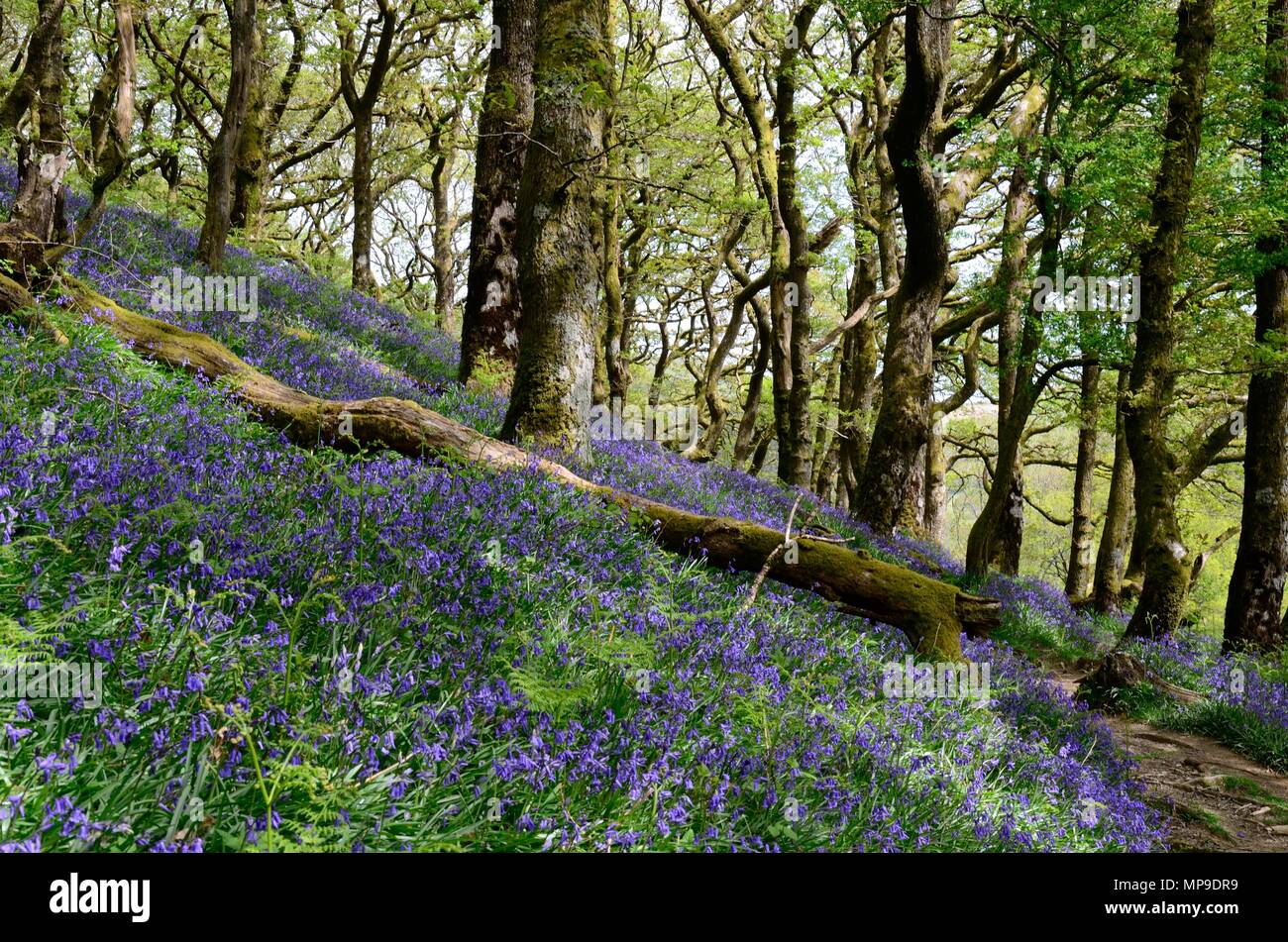 Hyacinthoides non scripta bluebells indigènes dans l'ancienne forêt de chênes Atlantique Réserve Naturelle RSPB Gwenffrwd-Dinas Rhandirmwyn Cambrian Mountains Wales Banque D'Images