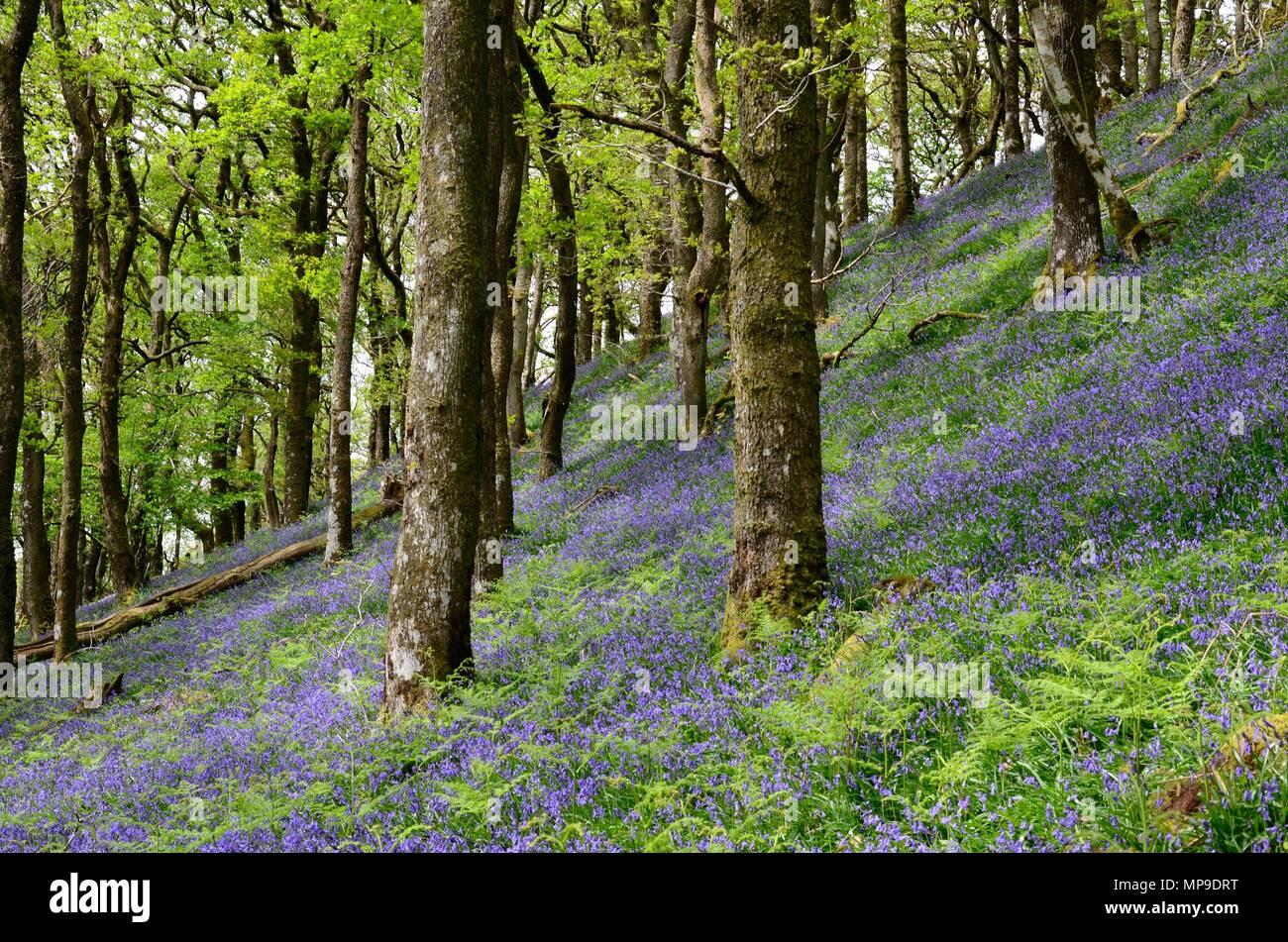 Hyacinthoides non scripta bluebells indigènes dans l'ancienne forêt de chênes Atlantique Réserve Naturelle RSPB Gwenffrwd-Dinas Rhandirmwyn Cambrian Mountains Wales Banque D'Images