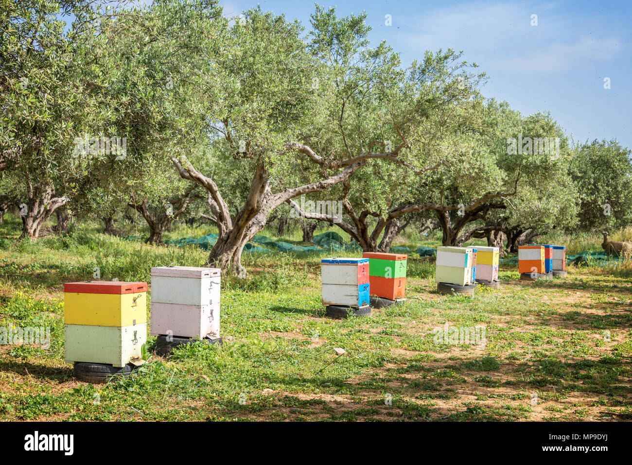 Rangée de ruches colorées dans un champ avec des oliviers en Grèce Banque D'Images