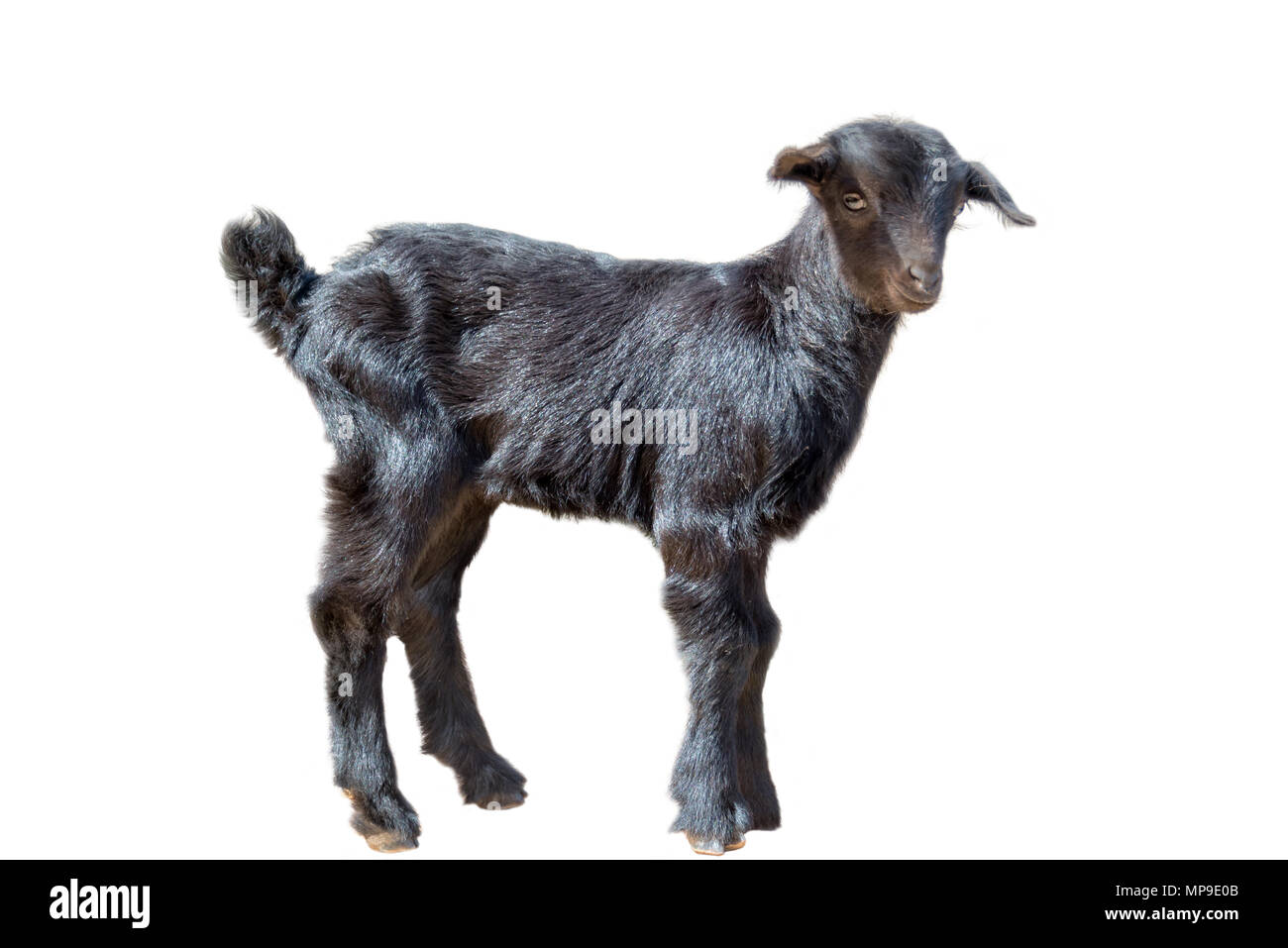 Cute black goat kid isolé sur fond blanc Banque D'Images