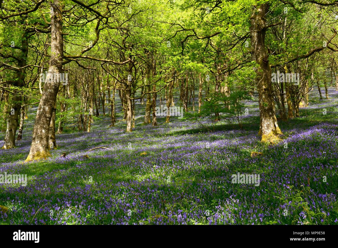 Soleil pommelé sur les bluebells Hyacinthoides non scripta Gwenffrwd Dinas réserve RSPB Rhandirmwyn Cambrian Mountains Wales Cymru UK Banque D'Images