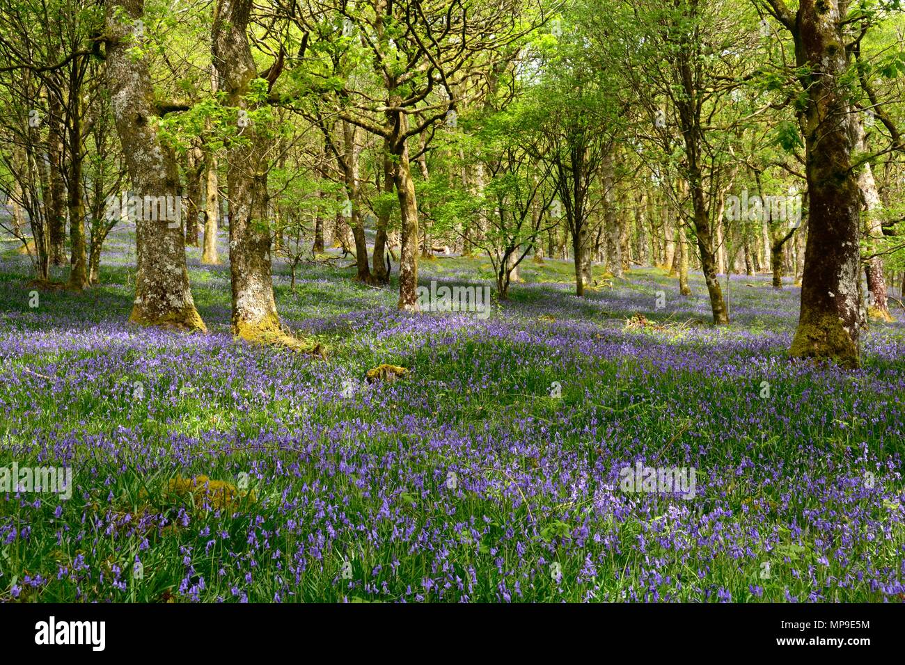 Soleil pommelé sur les bluebells Hyacinthoides non scripta Gwenffrwd Dinas réserve RSPB Rhandirmwyn Cambrian Mountains Wales Cymru UK Banque D'Images