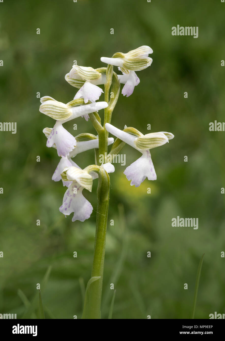 Green Winged Orchid (Anacamptis morio) variété blanche Banque D'Images